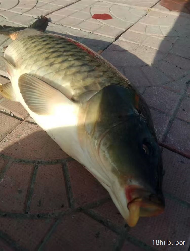 哈尔滨红星出售鱼池放钓采摘基地15645653755